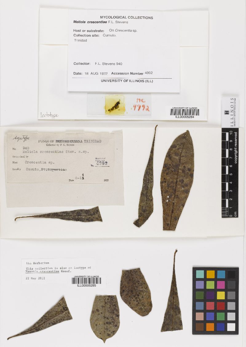 Masonia crescentiae image