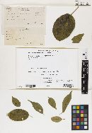 Meliola bignoniacearum image