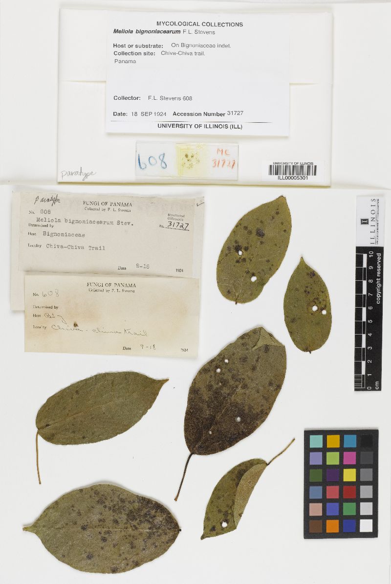 Meliola bignoniacearum image