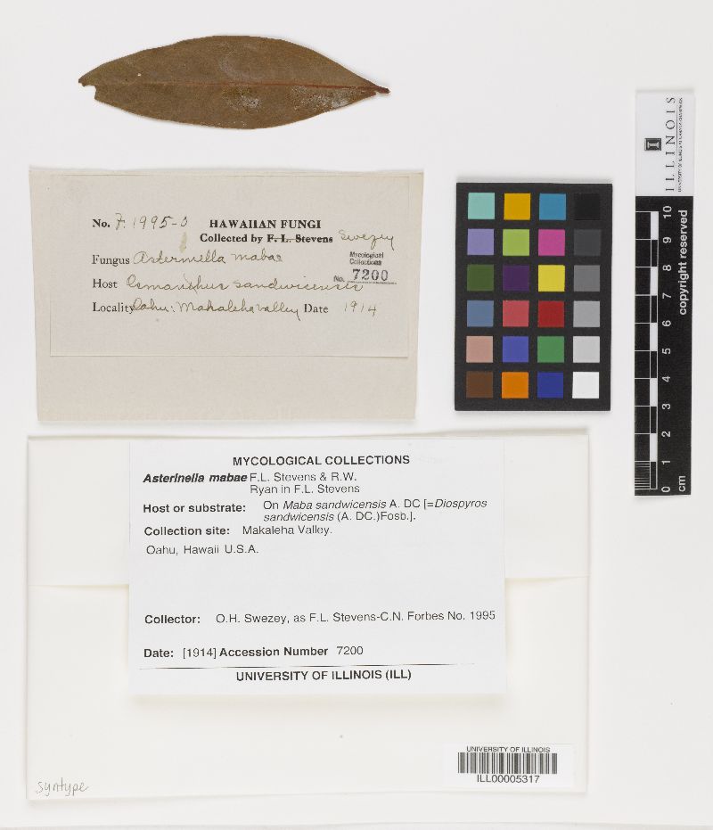 Asterinella mabae image