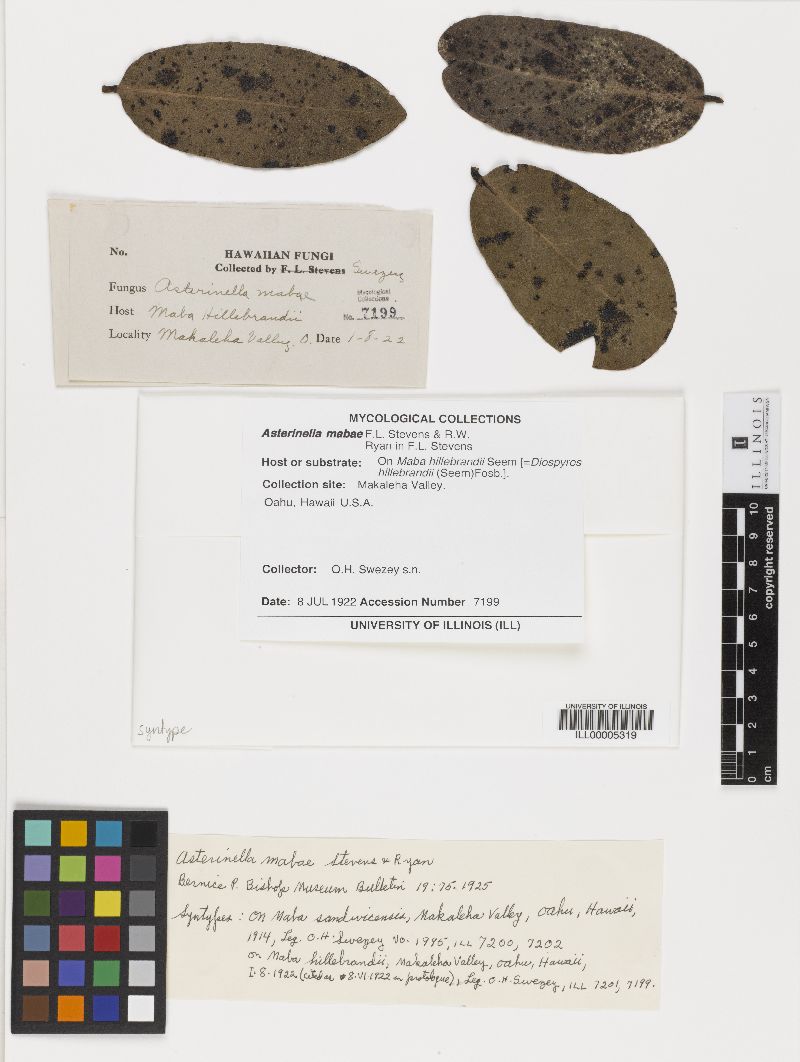 Asterinella mabae image