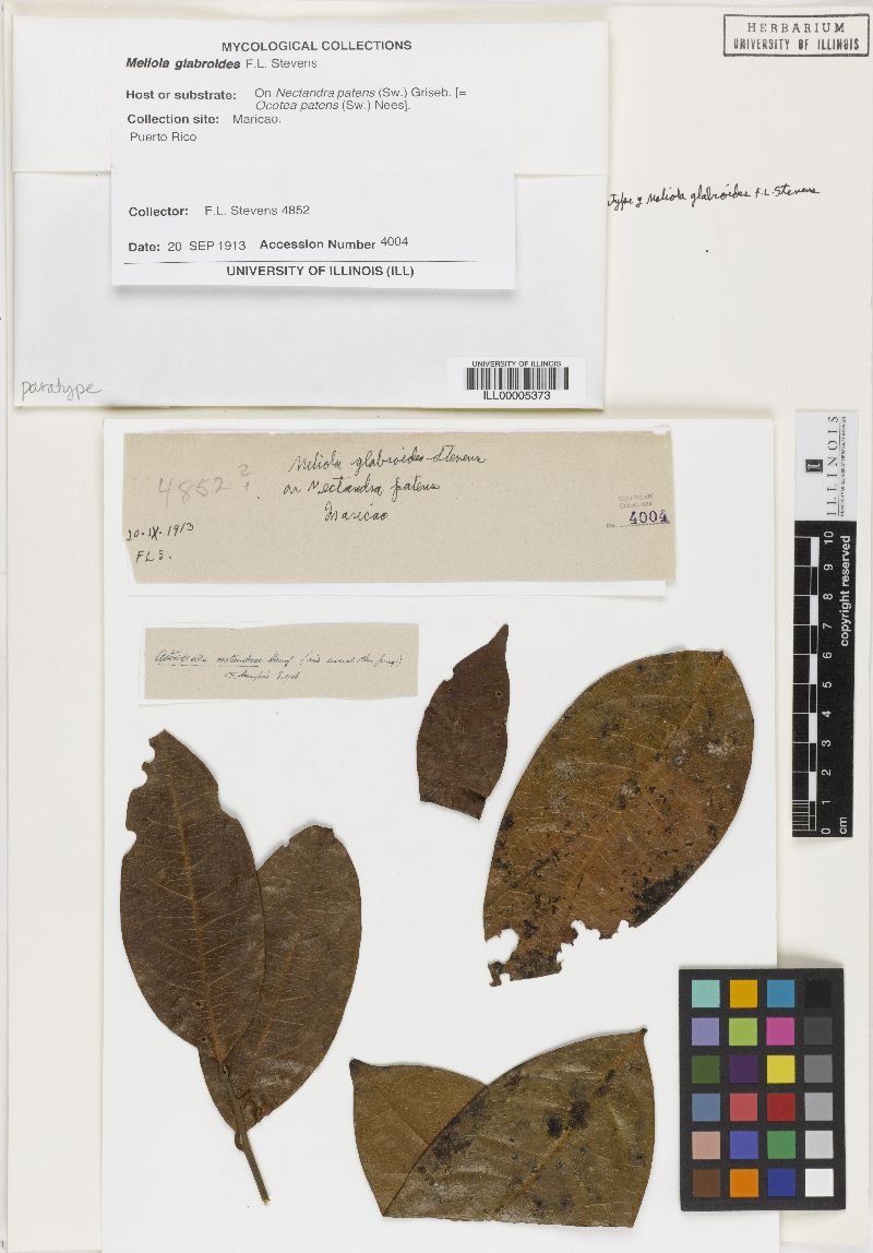 Fumiglobus glabroides image