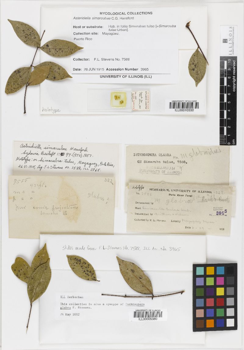 Isthmospora glabra image