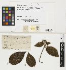 Isthmospora glabra image