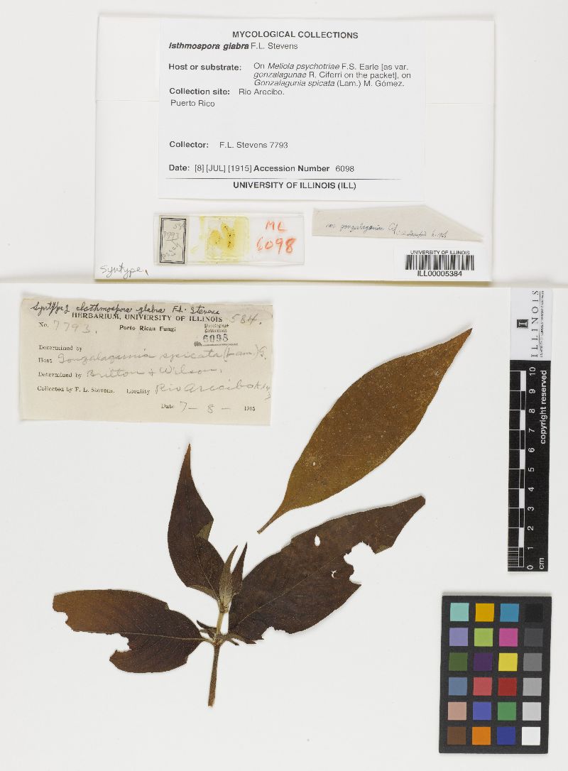 Isthmospora glabra image
