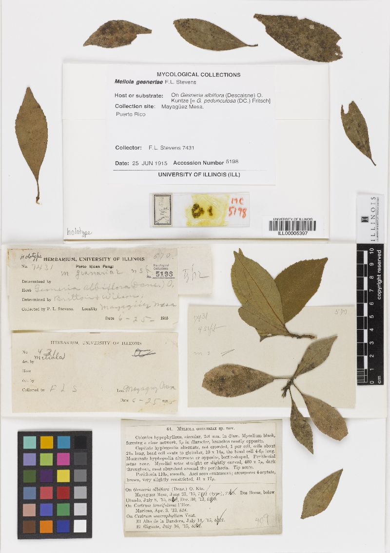 Meliola gesneriae image
