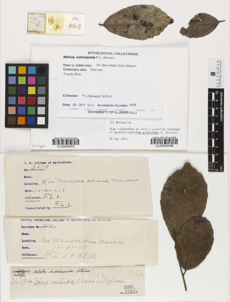 Helminthosporium glabroides image