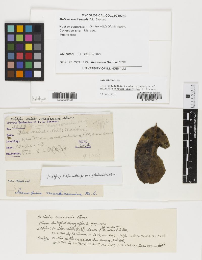 Meliola maricaensis image