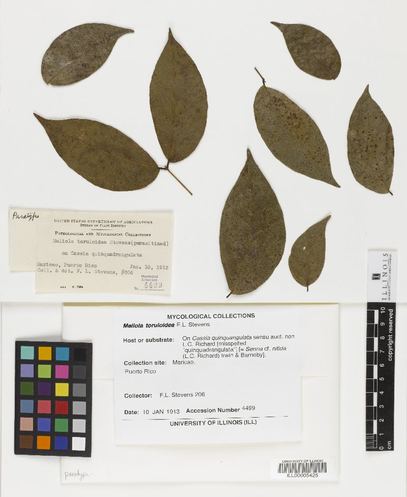 Meliola toruloidea image