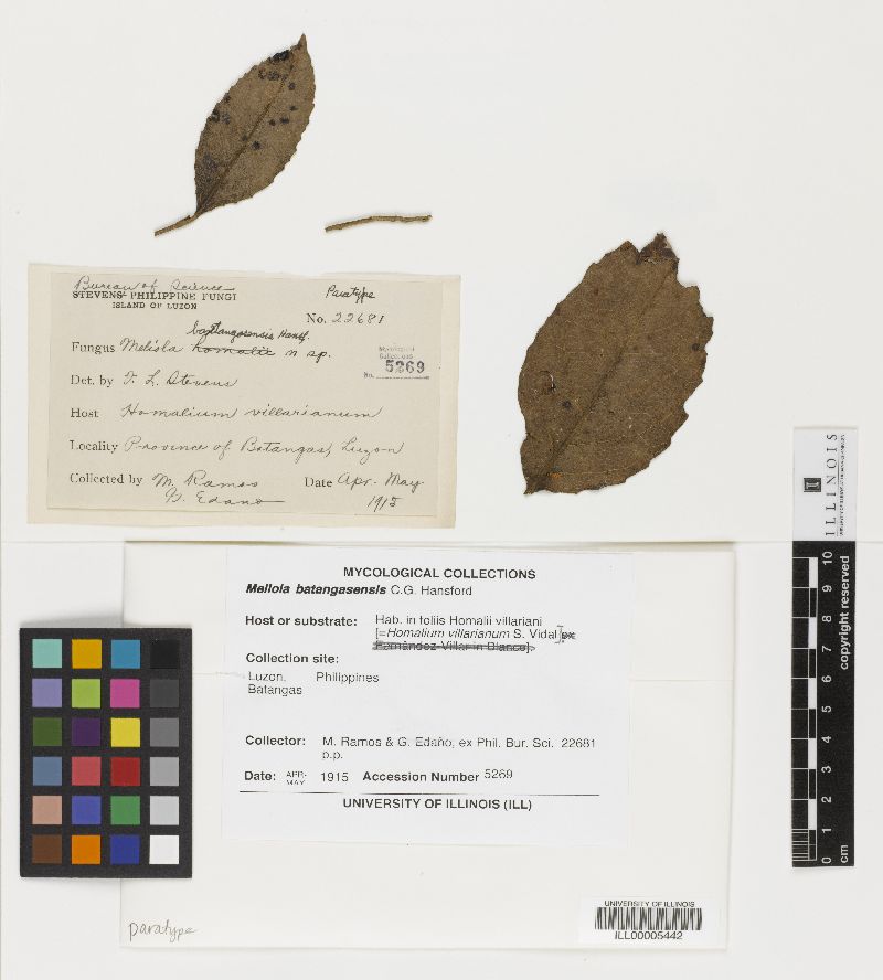 Meliola batangasensis image