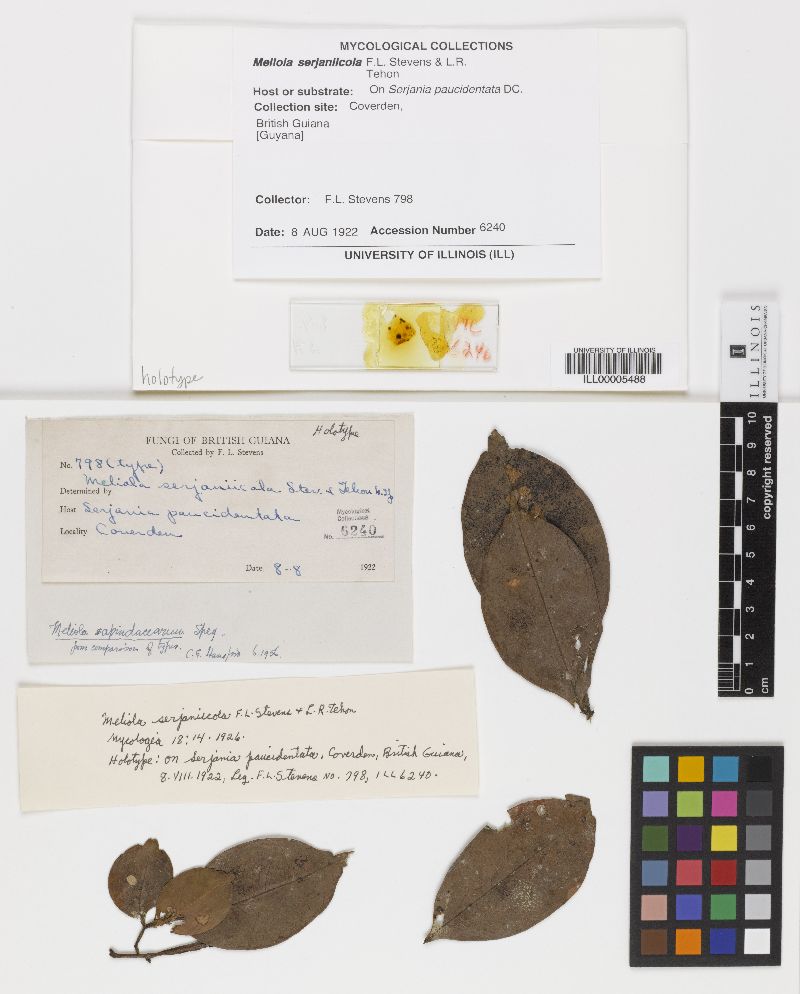 Meliola serjaniicola image