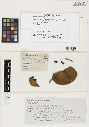 Phyllachora nitens ssp. nitens image