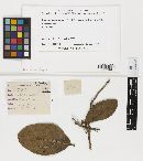 Phyllachora nitens ssp. nitens image