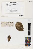 Phyllachora nitens ssp. nitens image