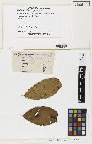 Phyllachora nitens ssp. nitens image