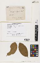 Phyllachora nitens ssp. nitens image