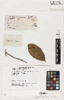 Phyllachora nitens ssp. nitens image