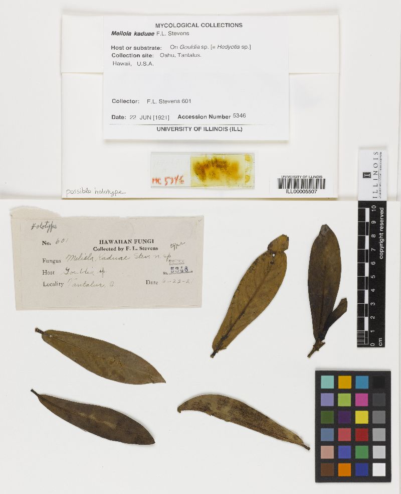 Meliola kaduae image