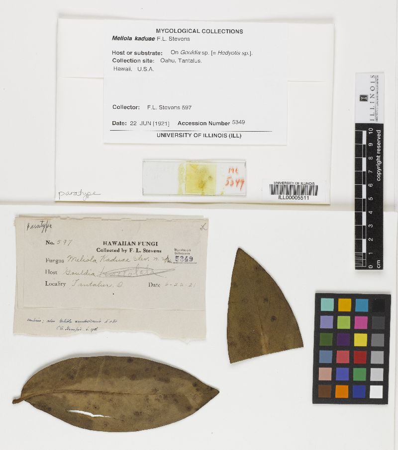 Meliola kaduae image