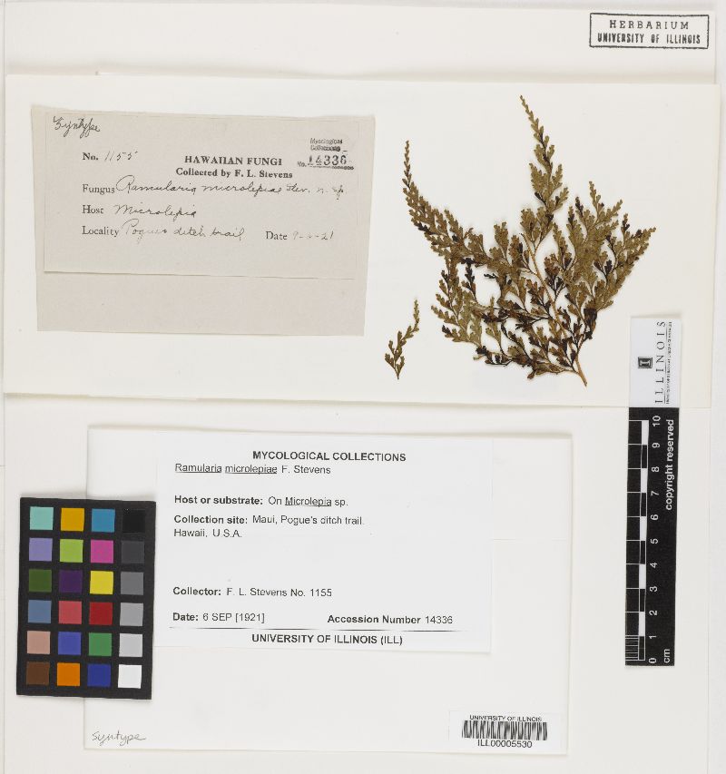 Ramularia microlepiae image