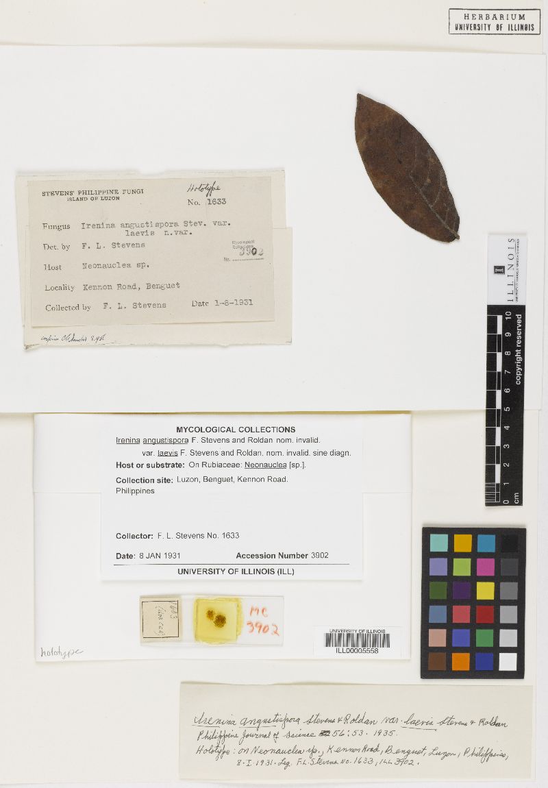 Irenina angustispora image