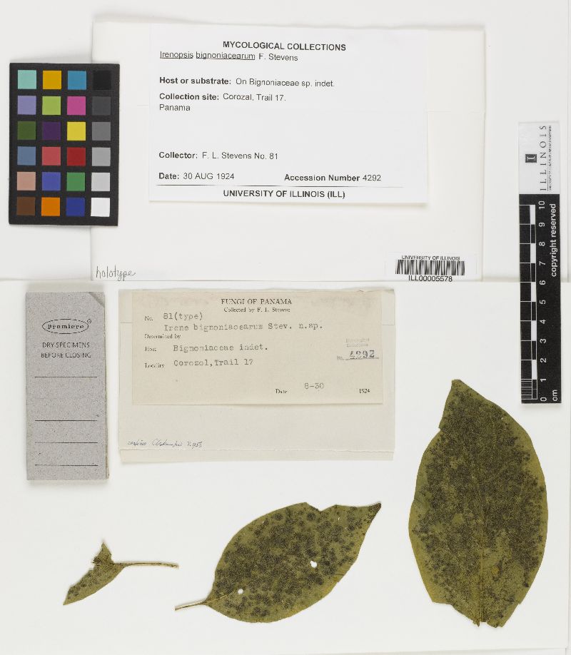 Irenopsis bignoniacearum image