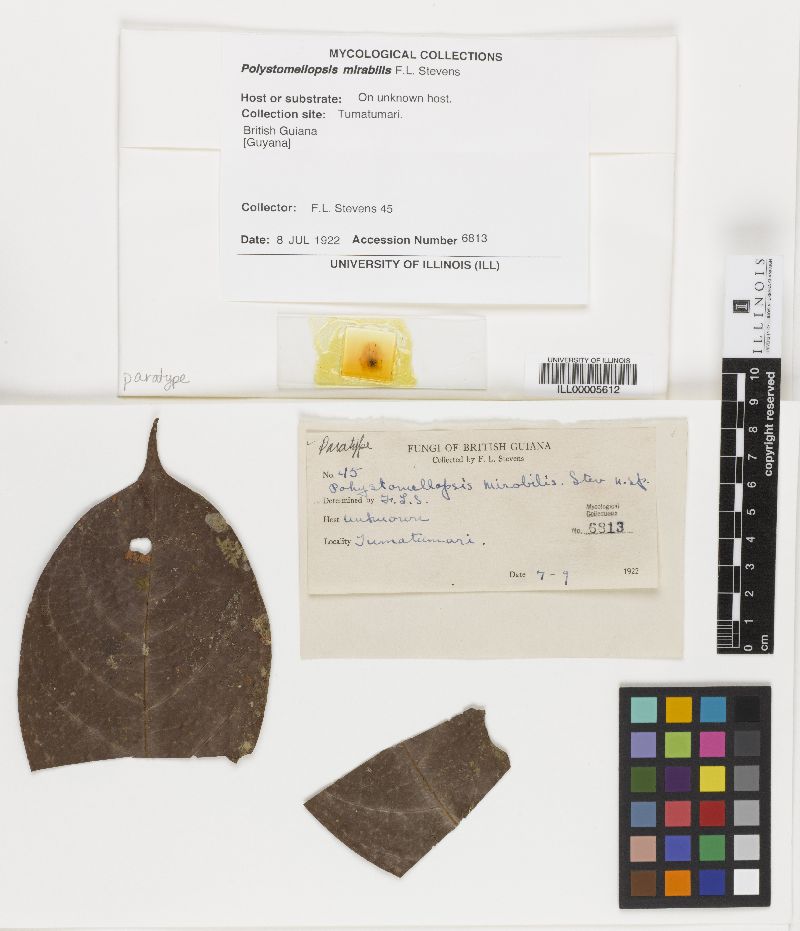 Polystomellopsis mirabilis image