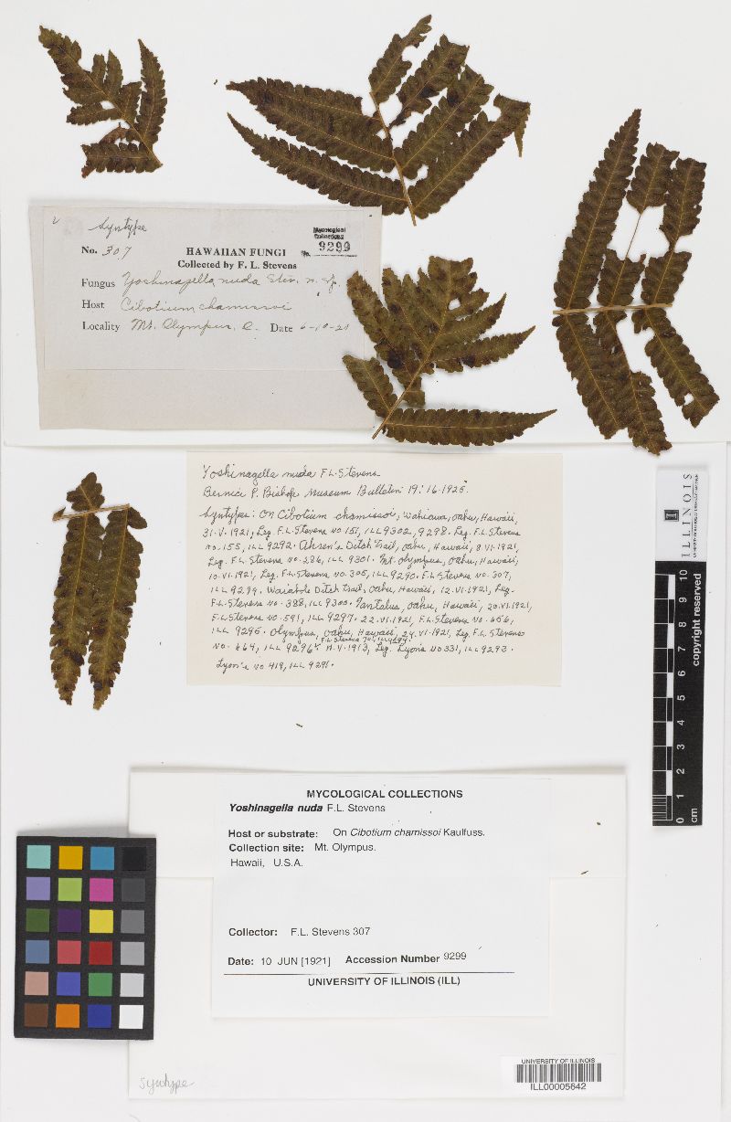 Coccodiella nuda image