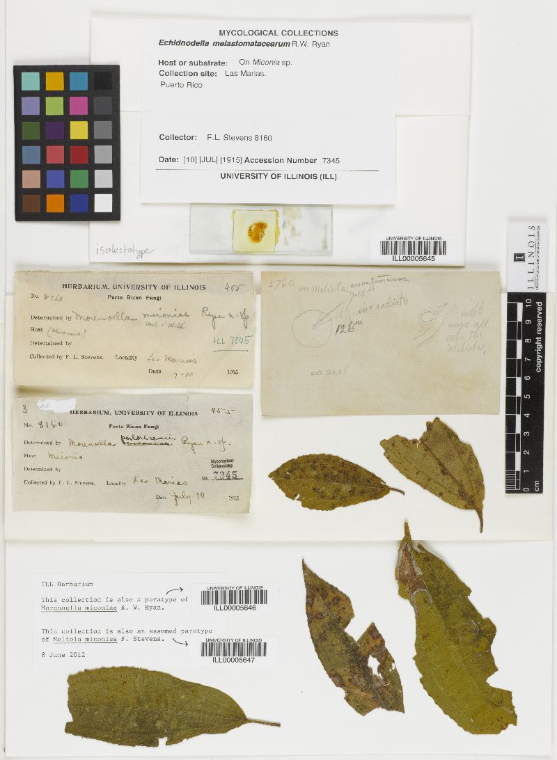 Echidnodella melastomacearum image