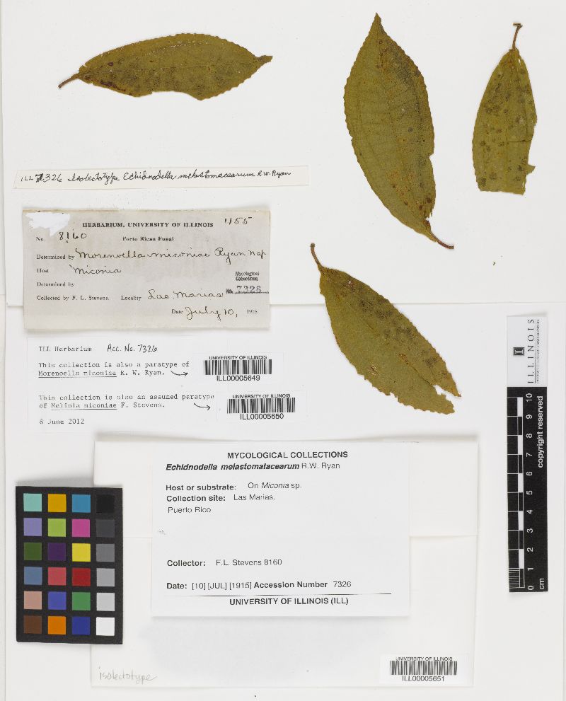 Meliola miconiae image