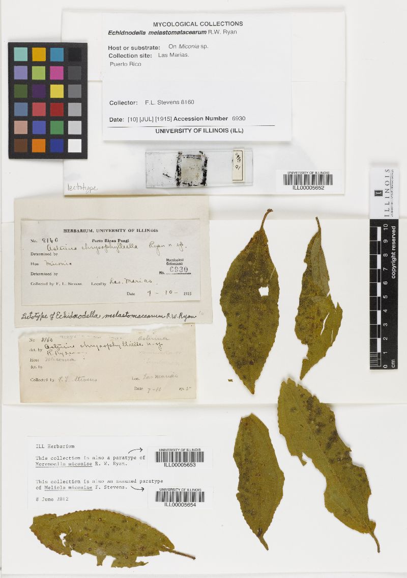 Meliola miconiae image