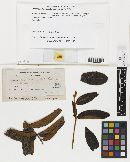 Echidnodella melastomacearum image