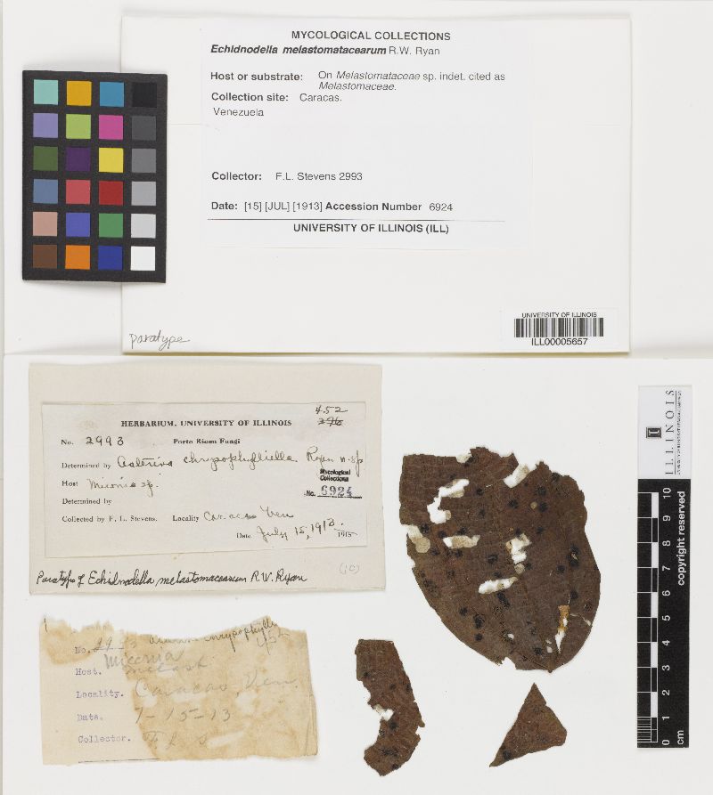 Echidnodella melastomacearum image