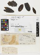 Echidnodella melastomacearum image