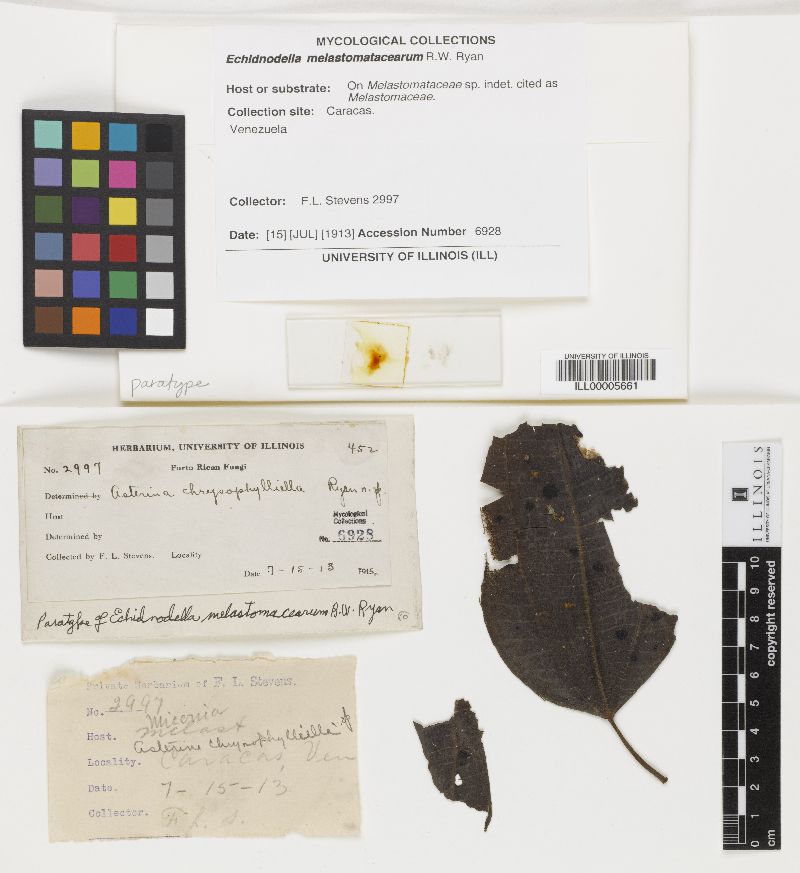 Echidnodella melastomacearum image