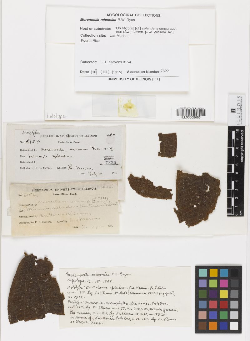 Morenoella miconiae image