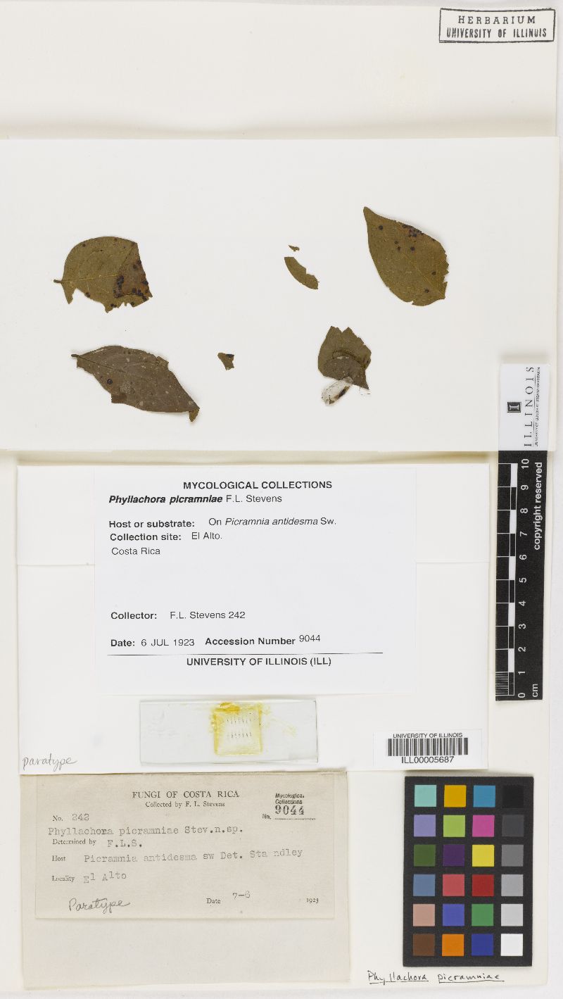 Phyllachora picramniae image