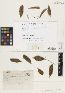 Phyllachora picramniae image