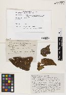 Mycosphaerella didymopanacis image