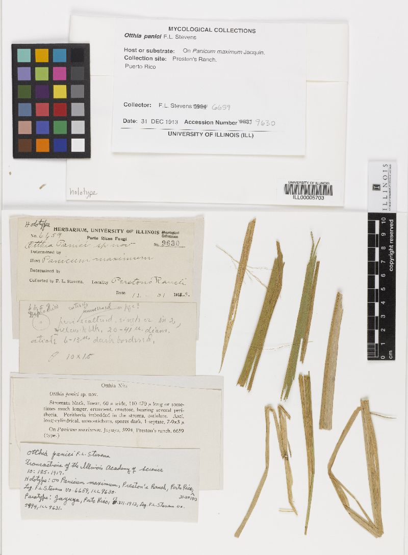 Otthia panici image
