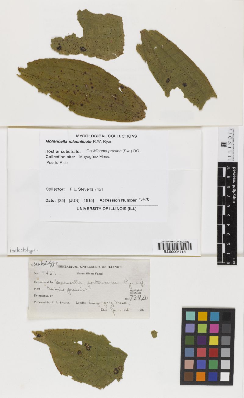 Morenoella miconiicola image
