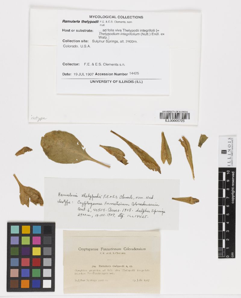 Ramularia thelypodii image