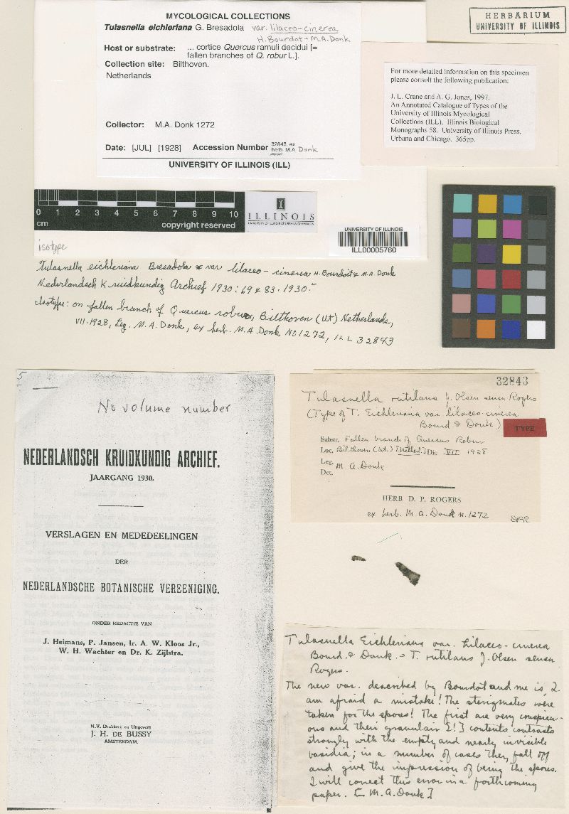 Tulasnella eichleriana image