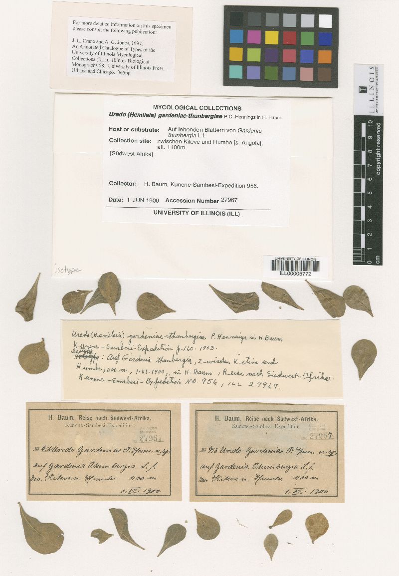 Uredo gardeniae-thunbergiae image