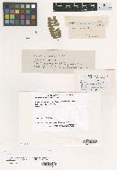 Ravenelia farlowiana image
