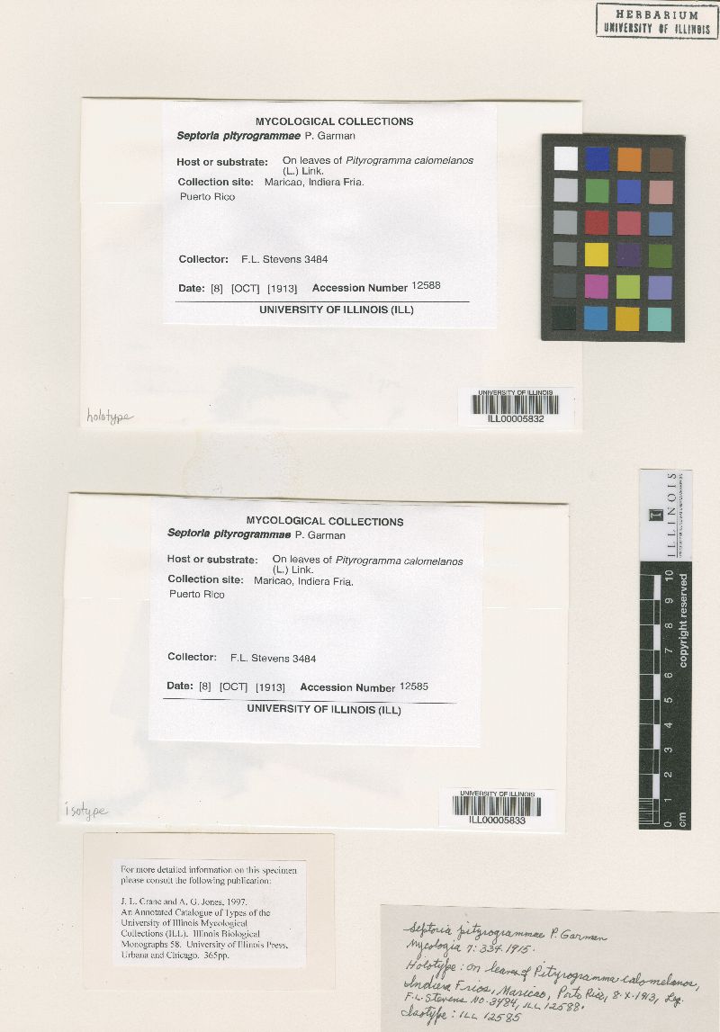 Septoria pityrogrammae image