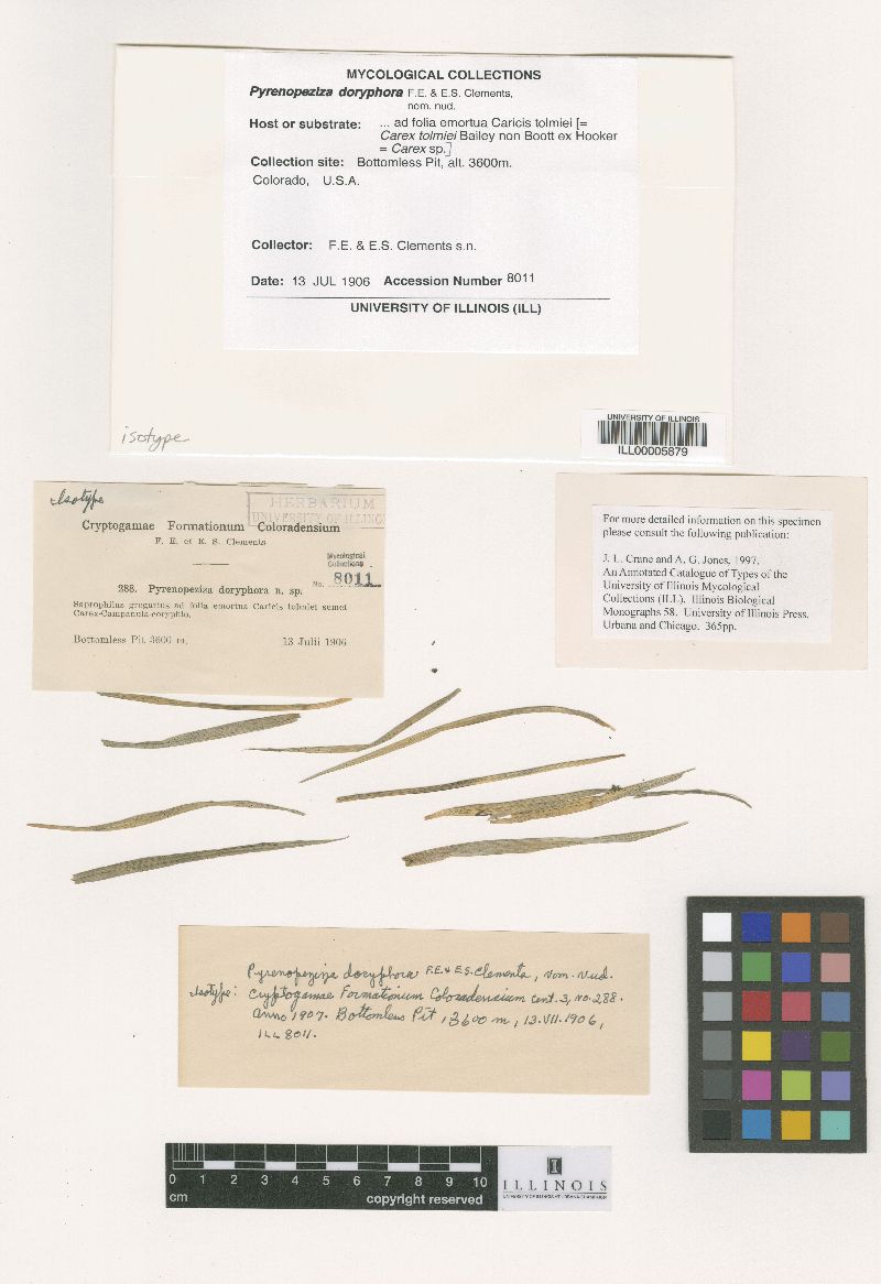 Pycnodothis tetracerae image