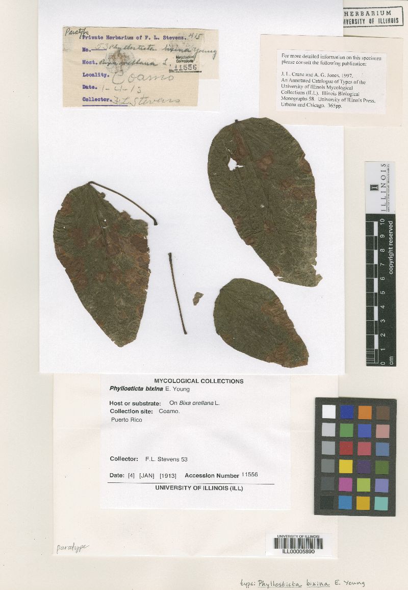 Phyllosticta bixina image