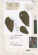Phyllosticta bixina image