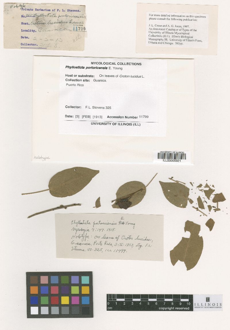Phyllosticta portoricensis image